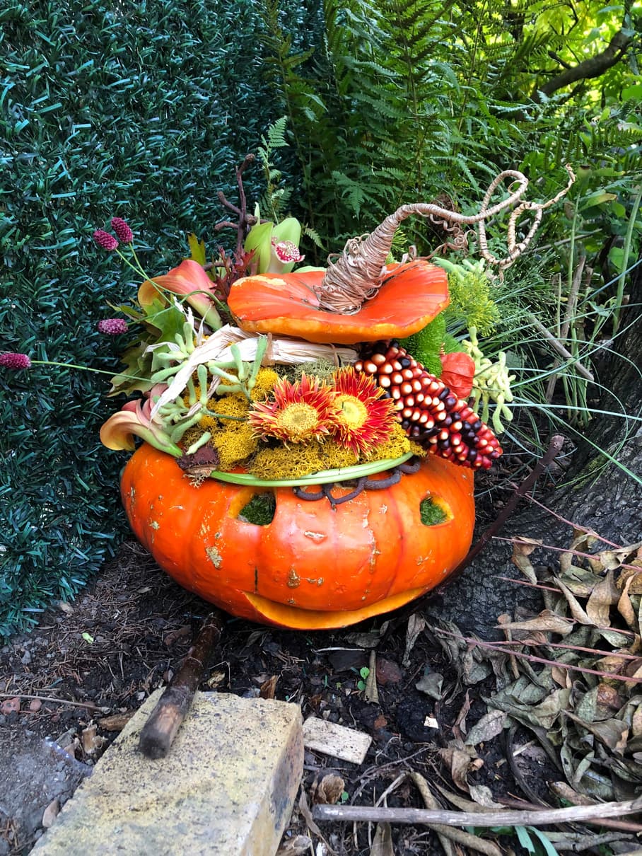 Composition végétale d’automne dans une citrouille