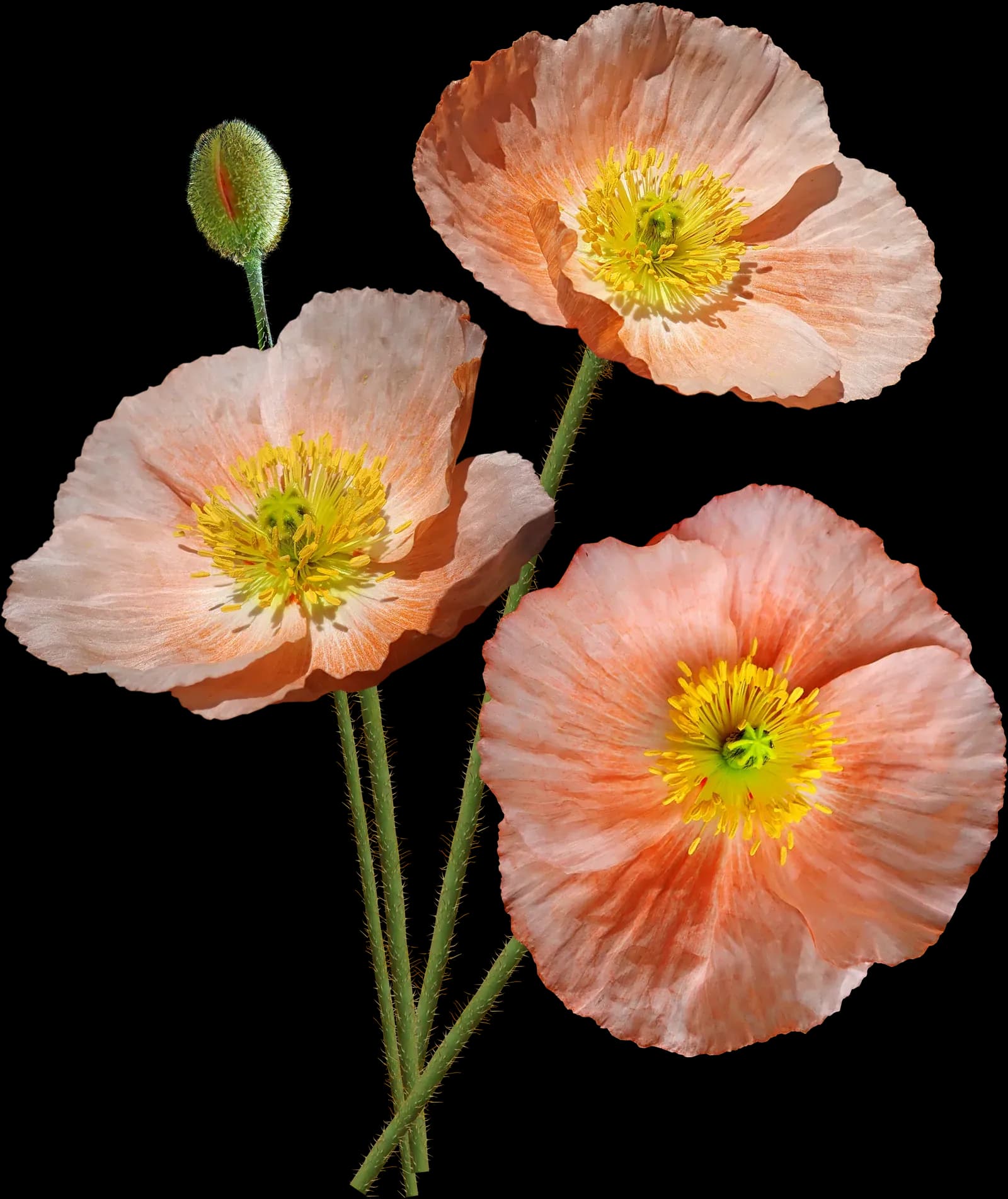 Pavots pêche, couverture du site